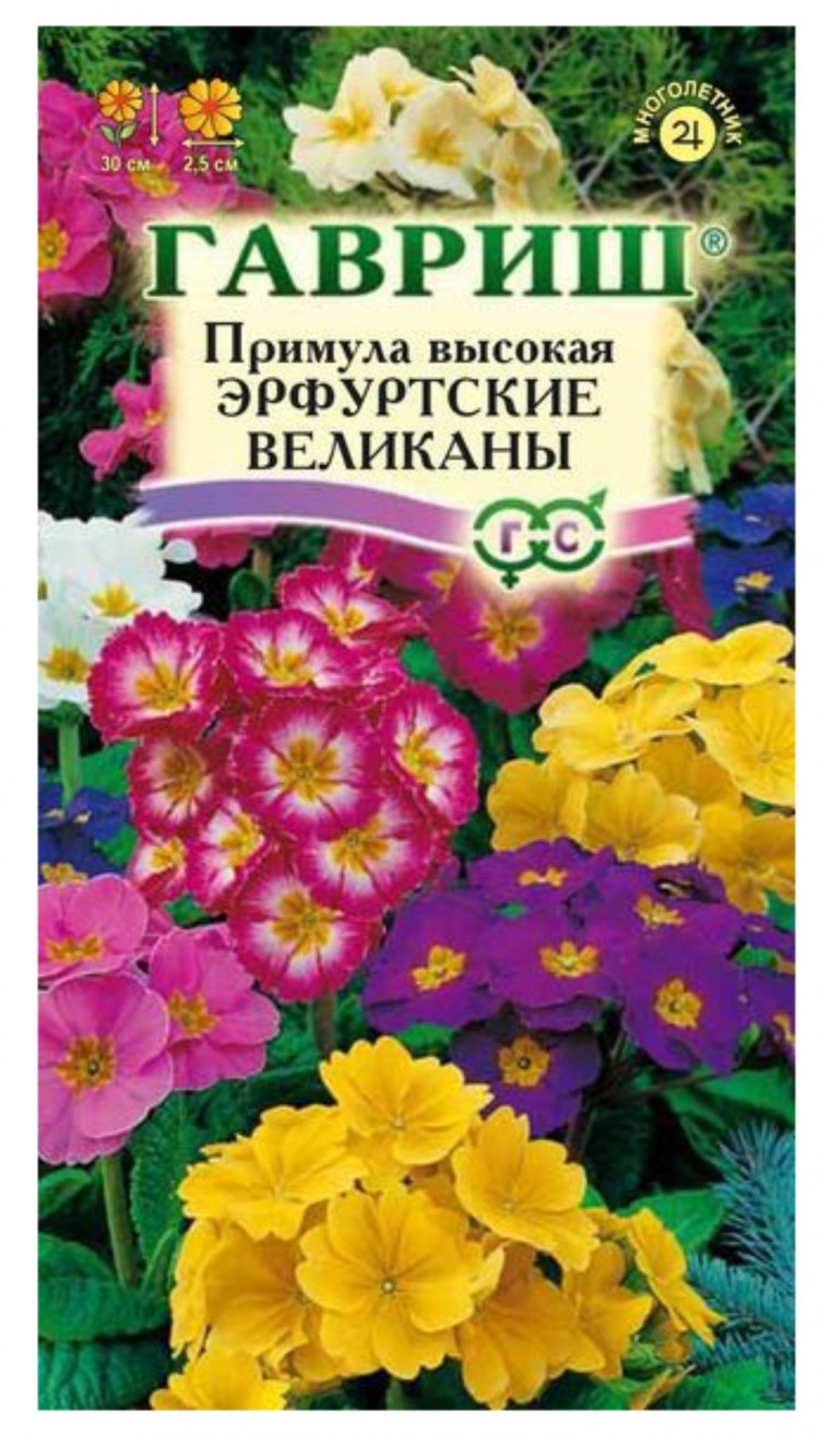 Семена Цветы Примула Эрфуртские Великаны см, 20шт., Гавриш
