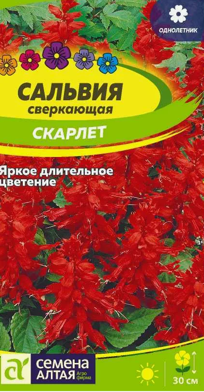 Семена Цветы Сальвия Скарлет, 0,1г., Семена Алтая