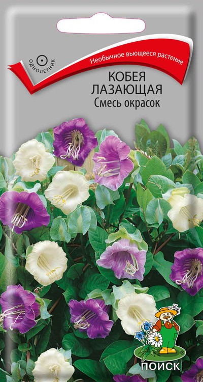 Семена Цветы Кобея смесь, 5шт., Поиск