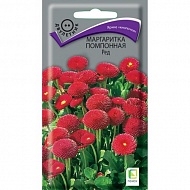 Семена Цветы Маргаритка Ред, 0.05 г, помпонная, Поиск