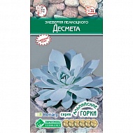 Семена Цветы Эхеверия Десмета, 5шт., ЕВРОСЕМЕНА