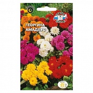 Семена Цветы Георгина Амадеус, 0.15 г, смесь, Седек